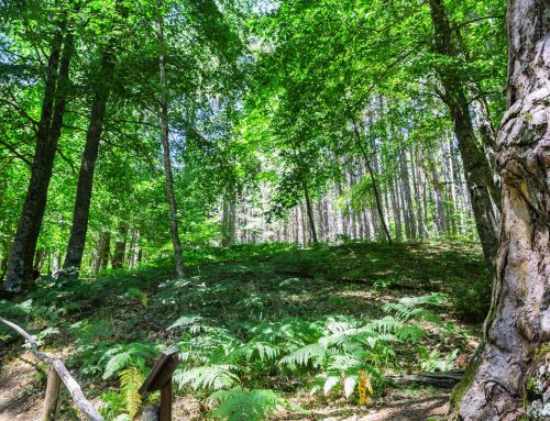 Tutto il calore della montagna