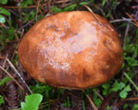 Imleria badia mushroom