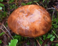 Imleria badia mushroom
