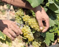 Greco Bianco grape, harvest, Calabria, Italy, Europe