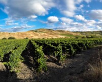 Vineyards in the municipality of Cirò Marina, District of Crotone; Calabria; Italy; Europe