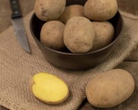 Sila potato. Typical Calabrian potato on wooden table