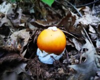 ovolo mushroom in its habitat