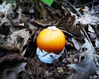 ovolo mushroom in its habitat