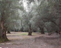 Majestic olive tree grove (Olea europea) in Calabria, South Italy