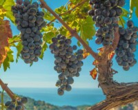 harvest this year september 2020