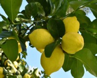Calabrian lemons attached to their plant ready for harvesting.