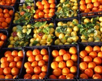 many crates ripe oranges and yellow organic lemons with green leaves for sale in the stall at the market