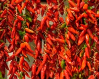 Red Calabrian pepper drying in the Sun, Tropea, Calabria, Italy.