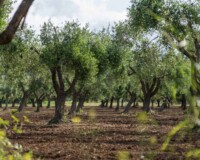 Olive trees of a plantation in Calabria