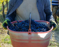 Farmer's hand holds a bucket in his gloves with freshly harvested grapes at the height of the harvest in Italy