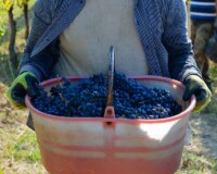 Farmer's hand holds a bucket in his gloves with freshly harvested grapes at the height of the harvest in Italy